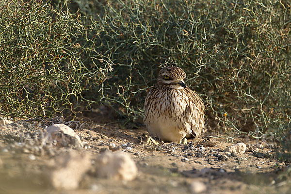 Triel (Burhinus oedicnemus)