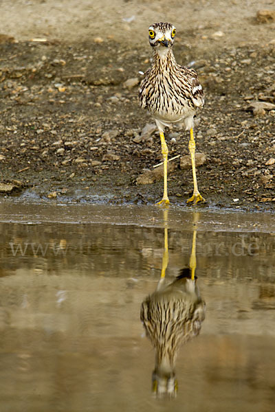 Triel (Burhinus oedicnemus)