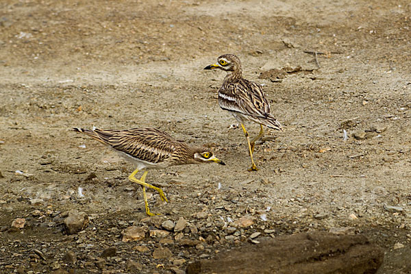 Triel (Burhinus oedicnemus)