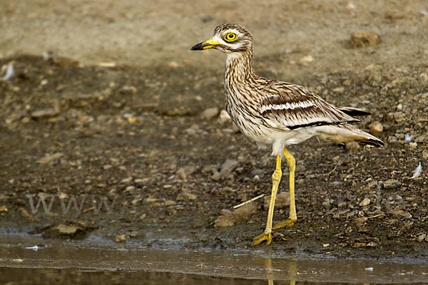 Triel (Burhinus oedicnemus)