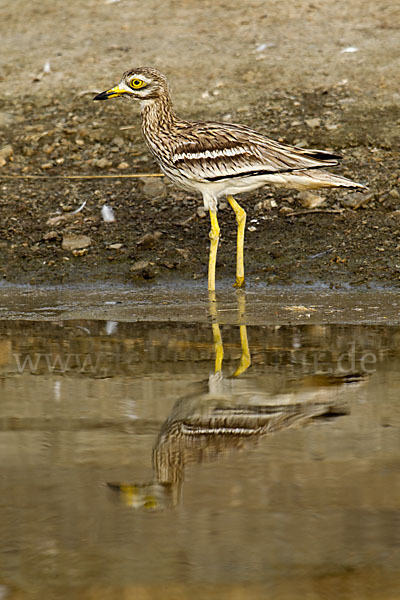 Triel (Burhinus oedicnemus)