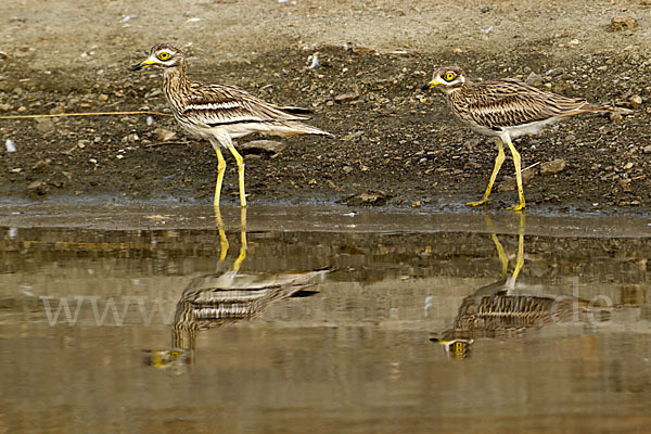 Triel (Burhinus oedicnemus)