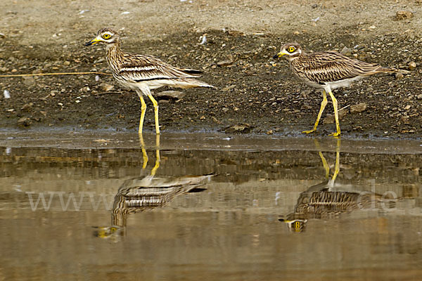 Triel (Burhinus oedicnemus)