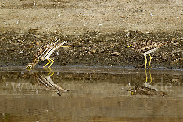 Triel (Burhinus oedicnemus)