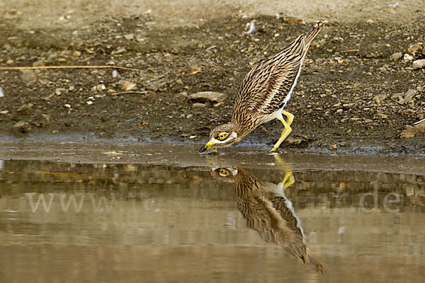 Triel (Burhinus oedicnemus)