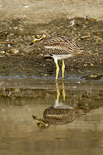 Triel (Burhinus oedicnemus)