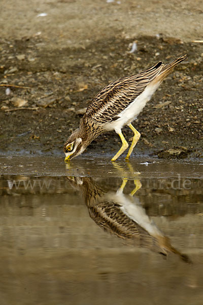 Triel (Burhinus oedicnemus)