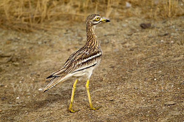 Triel (Burhinus oedicnemus)