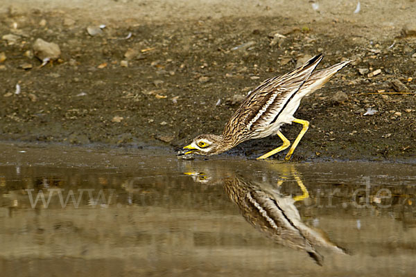 Triel (Burhinus oedicnemus)