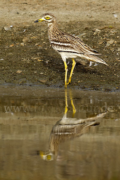 Triel (Burhinus oedicnemus)