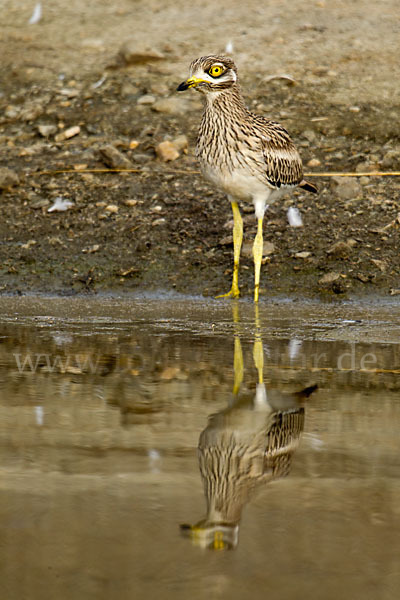 Triel (Burhinus oedicnemus)