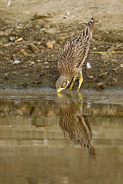 Triel (Burhinus oedicnemus)