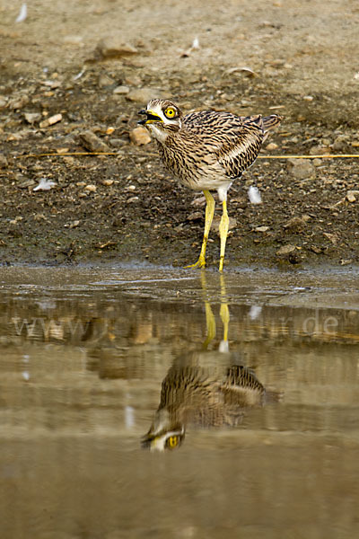 Triel (Burhinus oedicnemus)