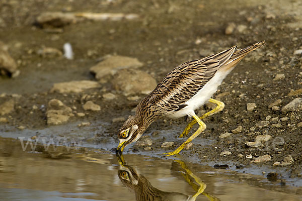 Triel (Burhinus oedicnemus)