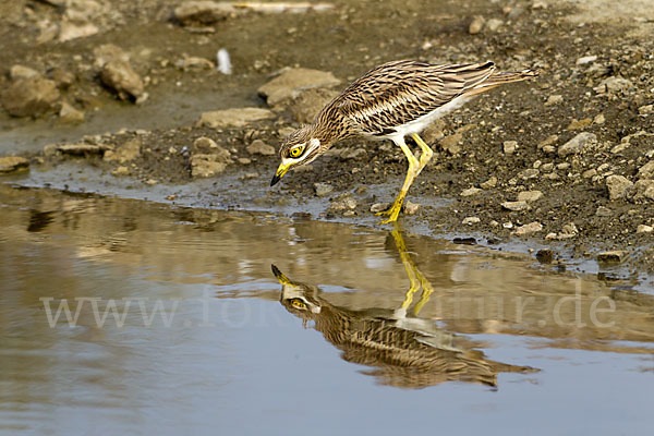 Triel (Burhinus oedicnemus)