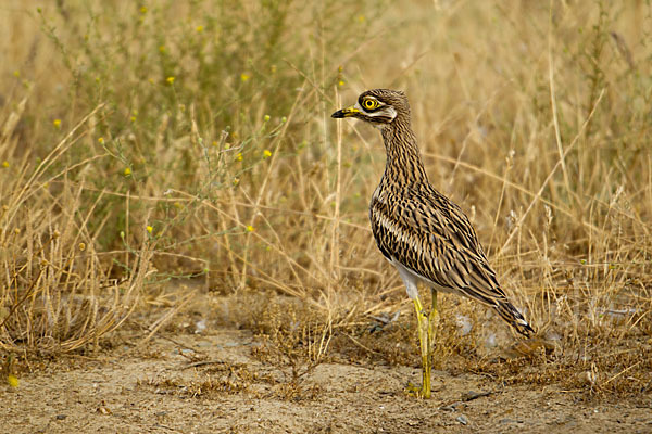 Triel (Burhinus oedicnemus)