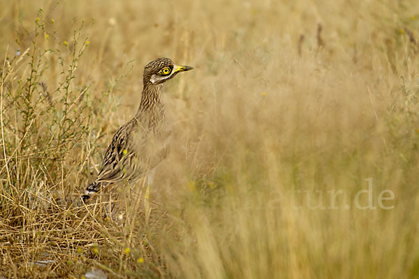 Triel (Burhinus oedicnemus)