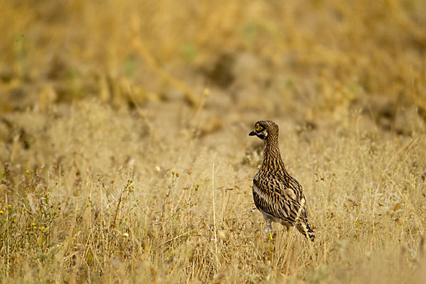 Triel (Burhinus oedicnemus)