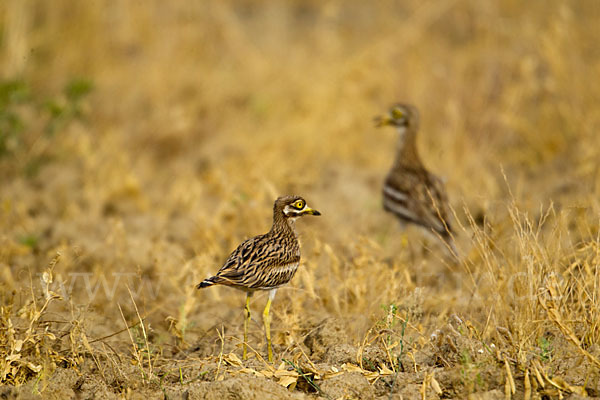 Triel (Burhinus oedicnemus)