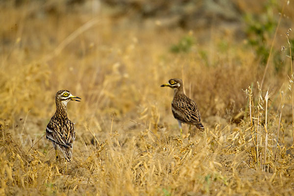 Triel (Burhinus oedicnemus)