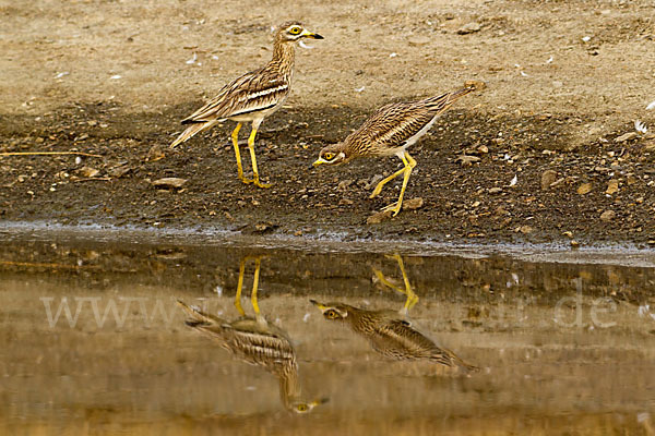 Triel (Burhinus oedicnemus)