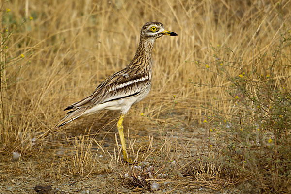 Triel (Burhinus oedicnemus)