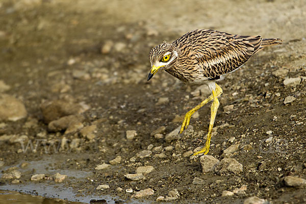 Triel (Burhinus oedicnemus)