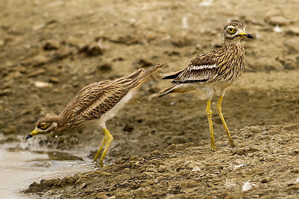 Triel (Burhinus oedicnemus)