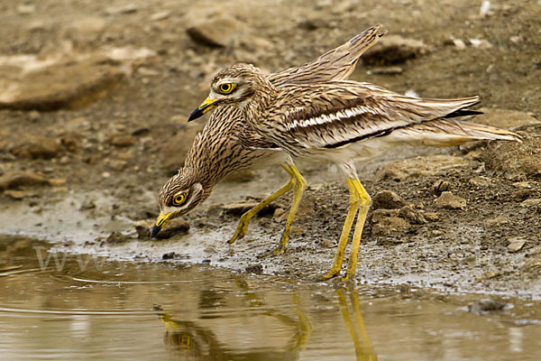 Triel (Burhinus oedicnemus)