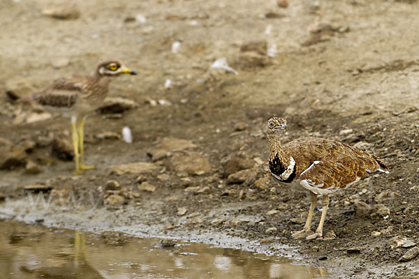 Triel (Burhinus oedicnemus)