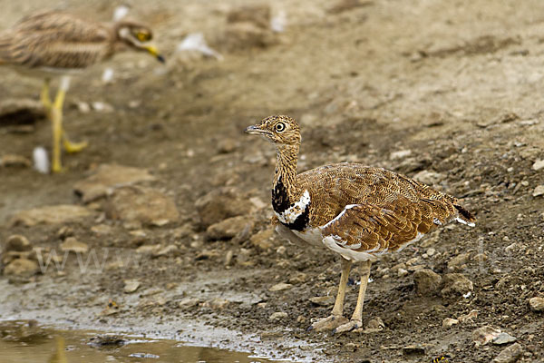 Triel (Burhinus oedicnemus)