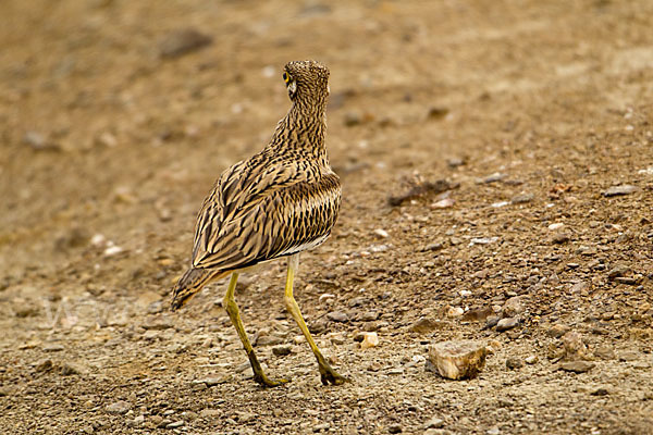 Triel (Burhinus oedicnemus)