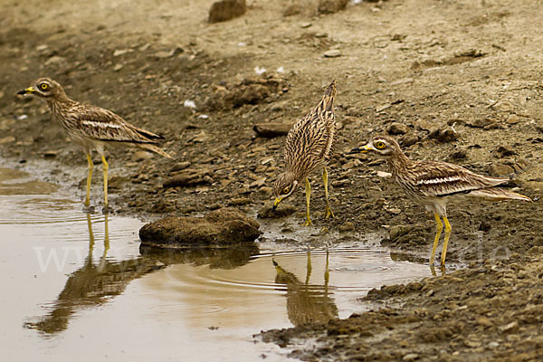 Triel (Burhinus oedicnemus)