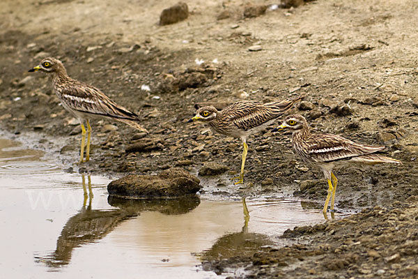 Triel (Burhinus oedicnemus)