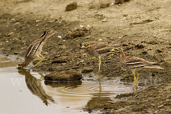 Triel (Burhinus oedicnemus)