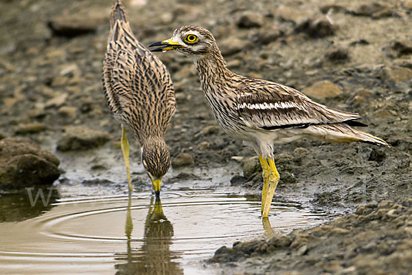 Triel (Burhinus oedicnemus)