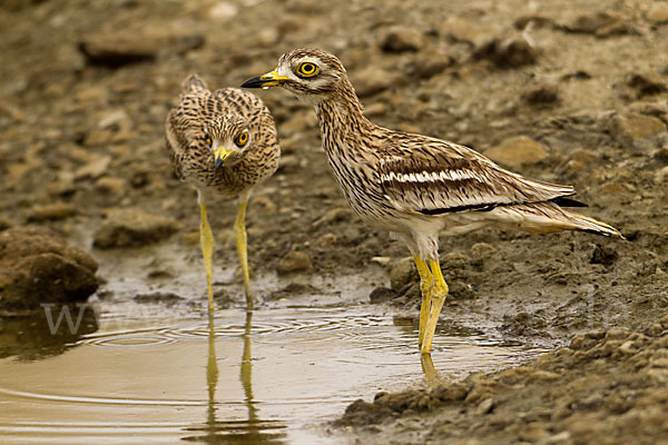 Triel (Burhinus oedicnemus)