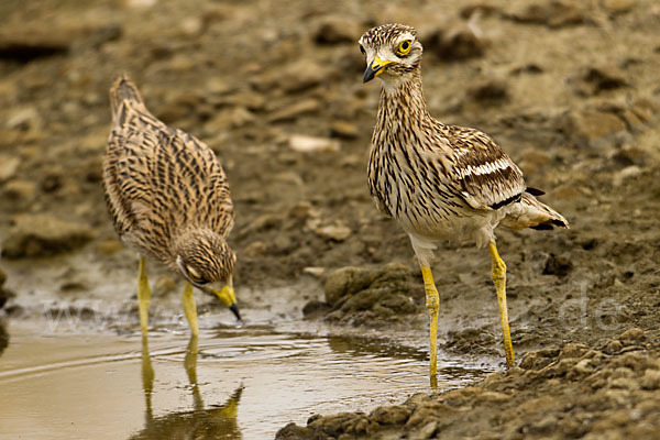 Triel (Burhinus oedicnemus)