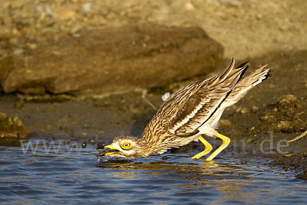 Triel (Burhinus oedicnemus)