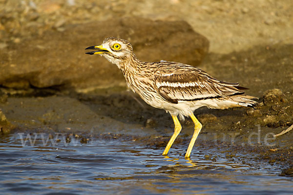 Triel (Burhinus oedicnemus)