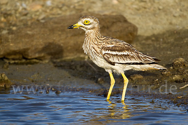 Triel (Burhinus oedicnemus)