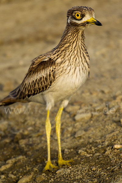 Triel (Burhinus oedicnemus)