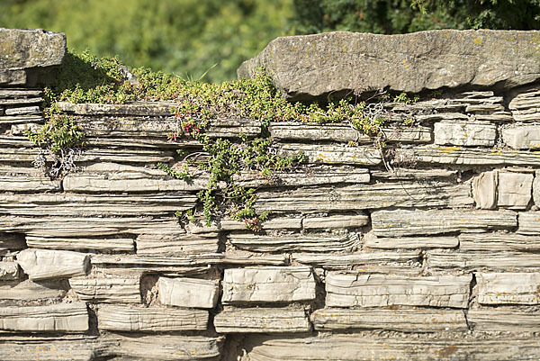 Trockenmauer (dry-stone wall)