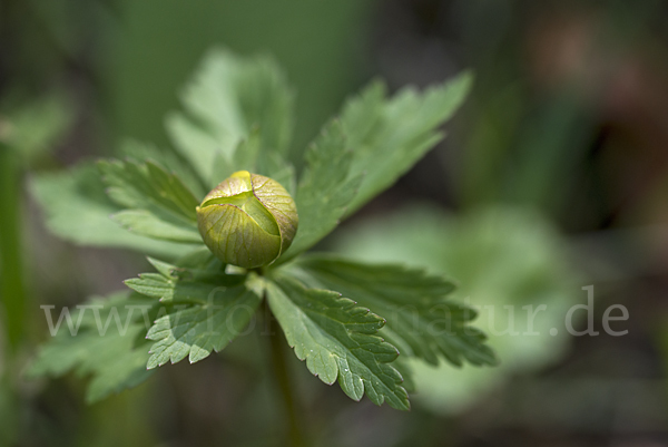 Trollblume (Trollius europaeus)