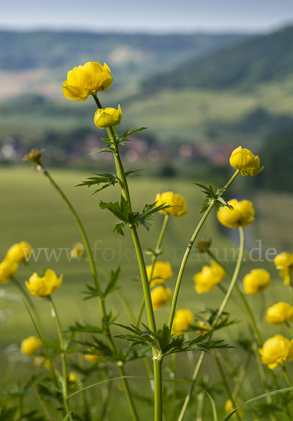 Trollblume (Trollius europaeus)