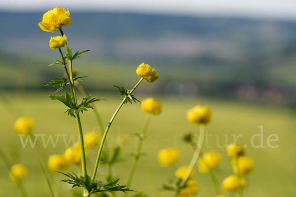 Trollblume (Trollius europaeus)