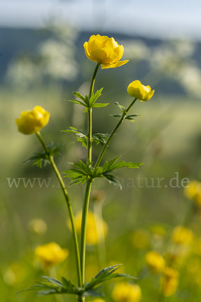 Trollblume (Trollius europaeus)