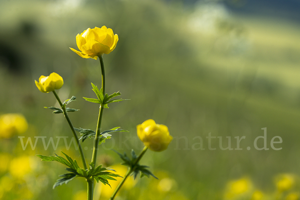 Trollblume (Trollius europaeus)