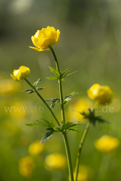 Trollblume (Trollius europaeus)