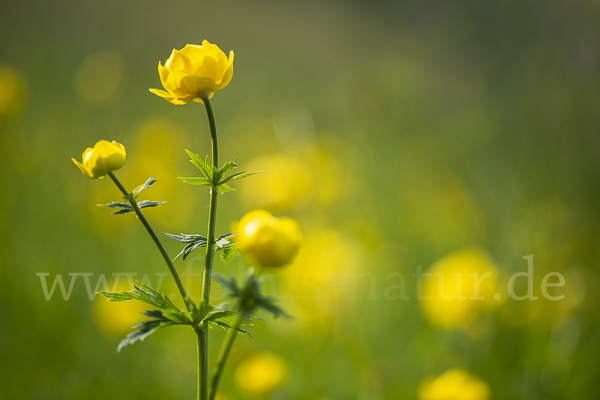 Trollblume (Trollius europaeus)